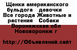 Щенки американского бульдога ( девочки) - Все города Животные и растения » Собаки   . Воронежская обл.,Нововоронеж г.